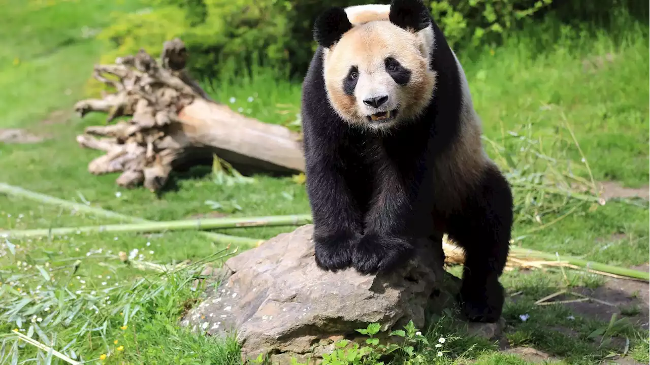 Zoo de Beauval : le panda géant Yuan Meng quittera le zoo mardi en direction de la Chine