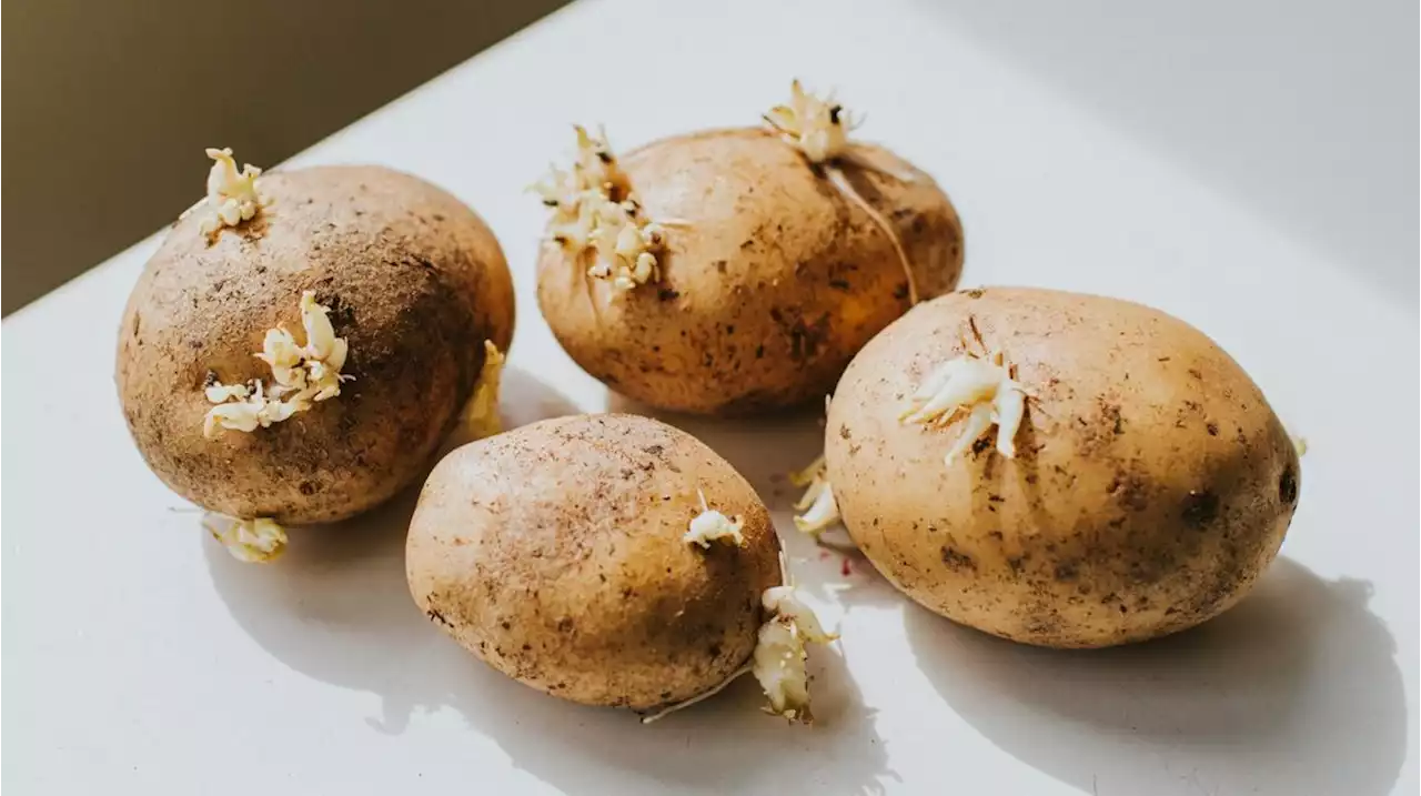 Keimende Kartoffeln: Kann man sie noch essen?