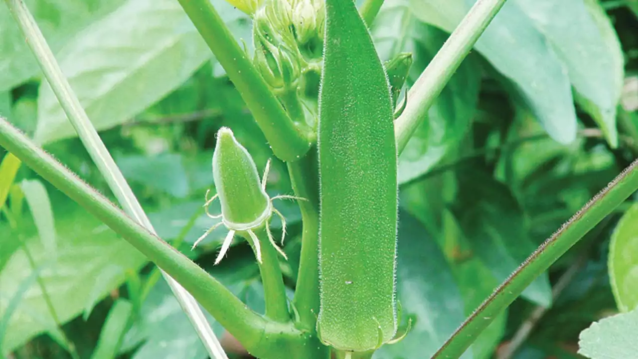 Outrage over outbreak of Okra virus | The Guardian Nigeria News - Nigeria and World News