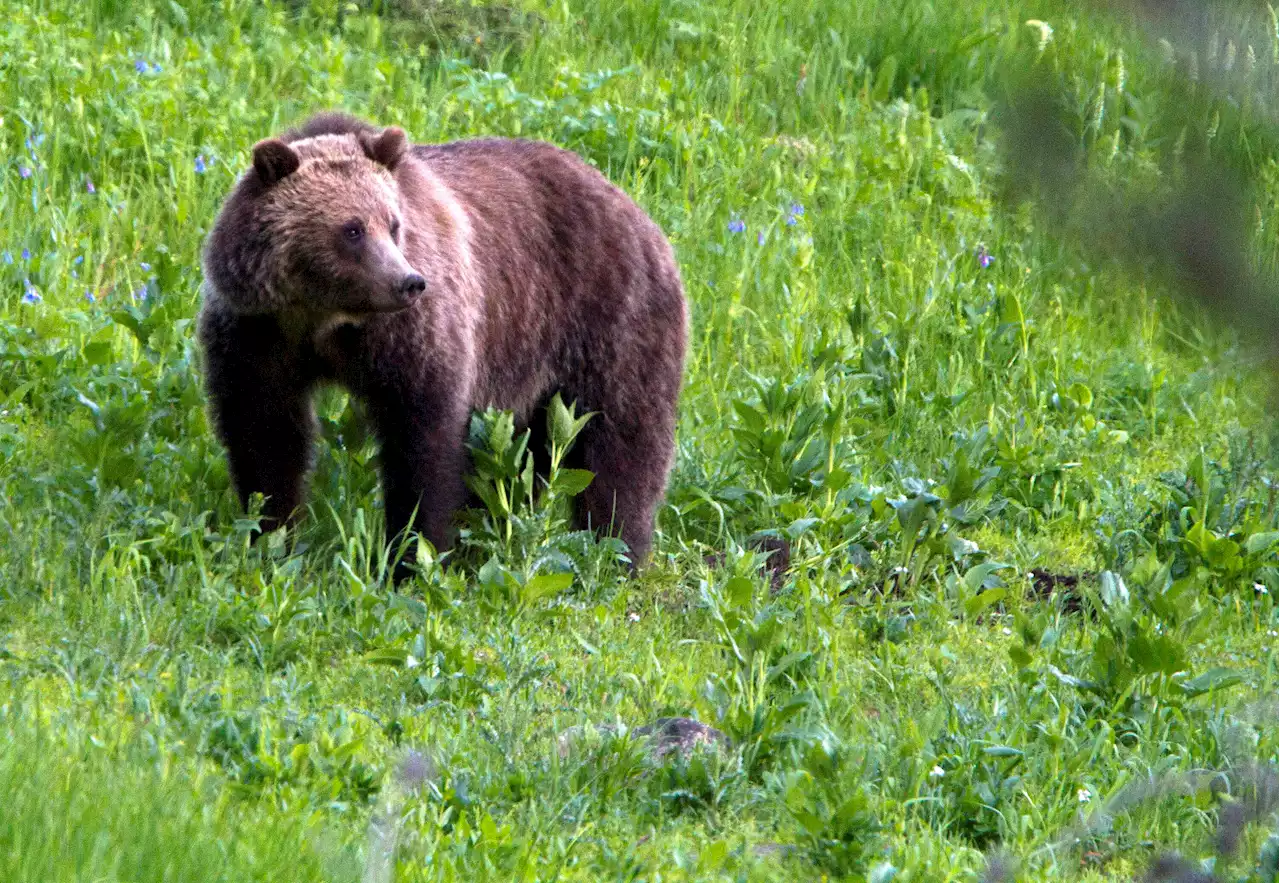 Woman Found Dead After Grizzly Bear Encounter Near Yellowstone National Park