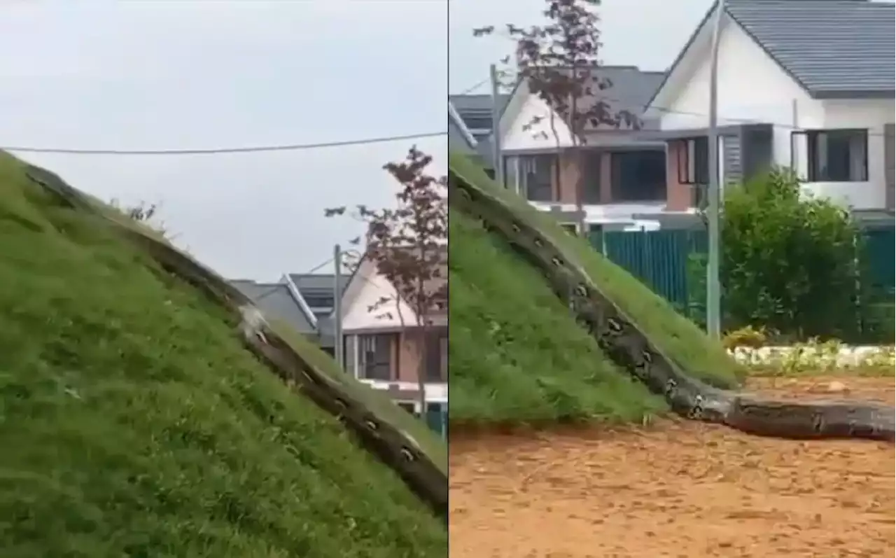 (Video) 'It Could Swallow A Cow!': Giant Python Spotted In Shah Alam Residential Area - Hype MY