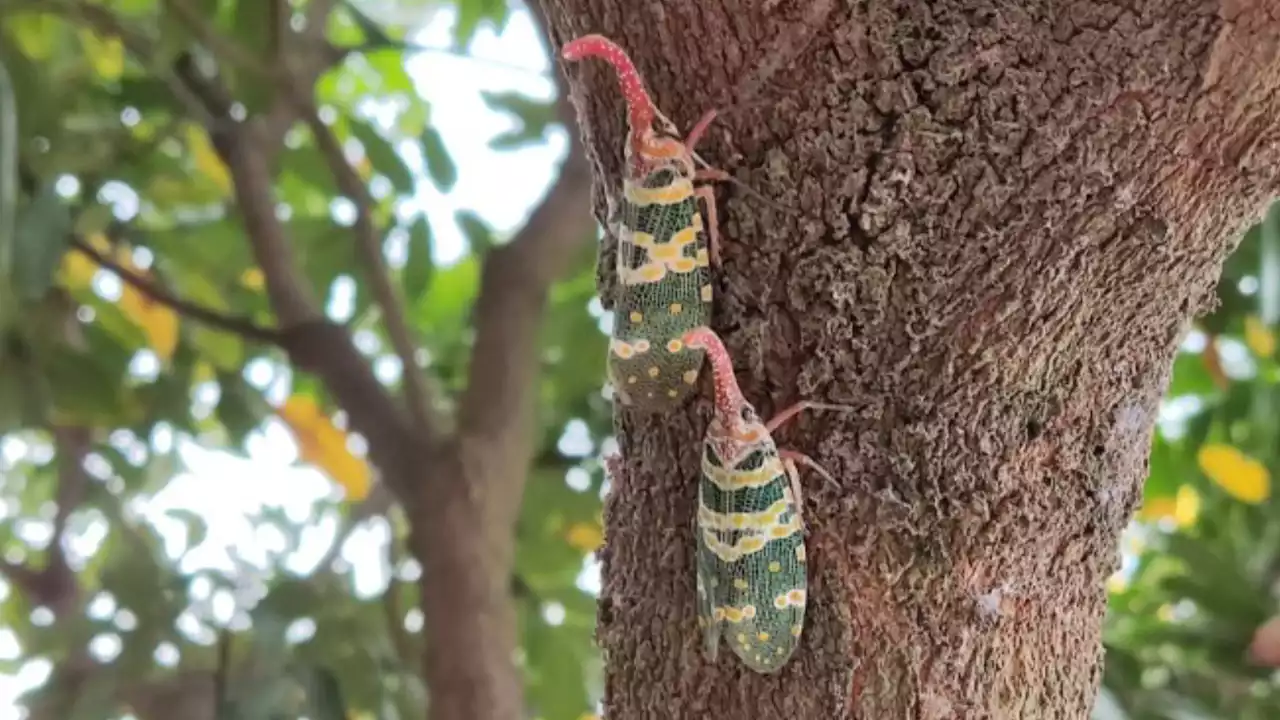 Alien cockroach, Pokemon, or lantern fly? — Netizen shares photo of strange insects found on tree - Singapore News