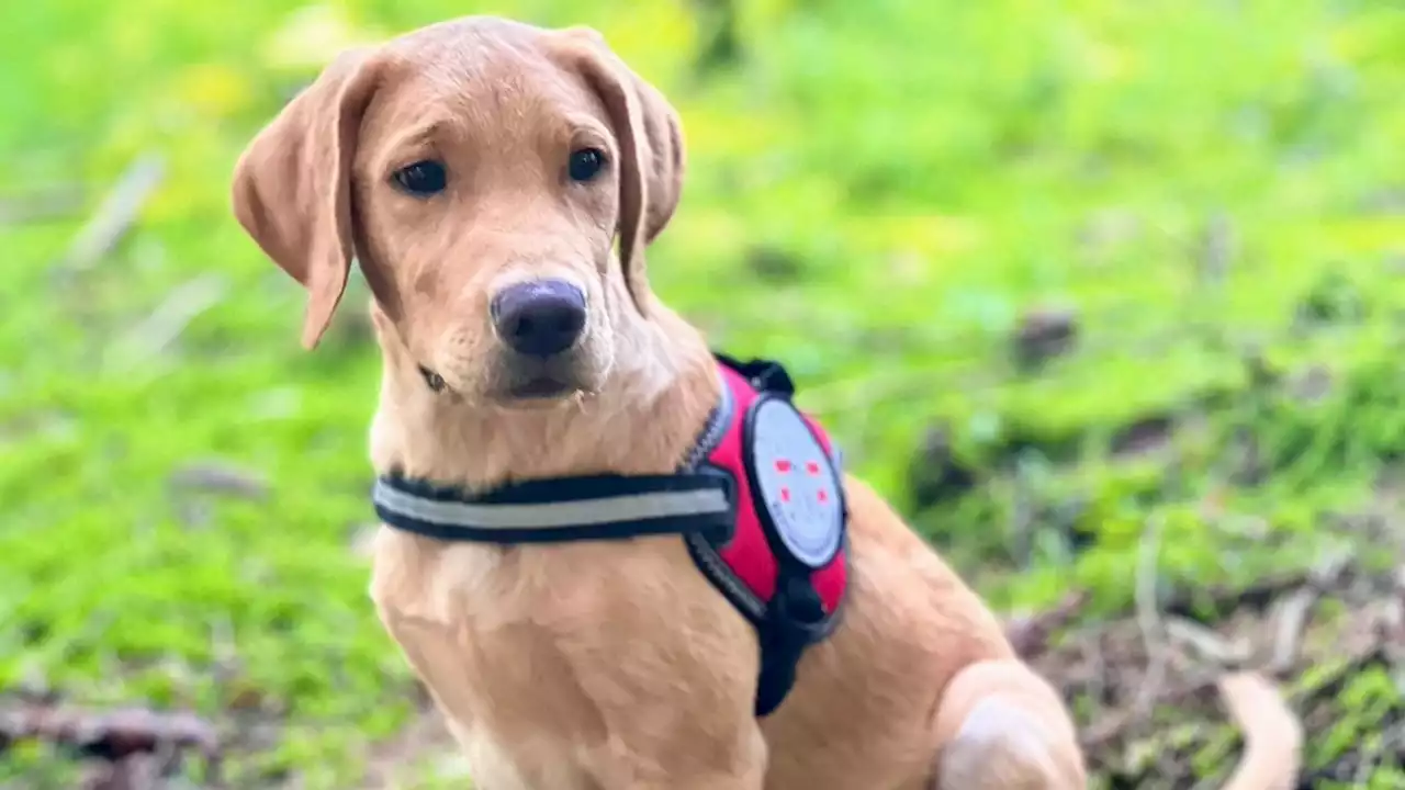 Labrador „Iven“ wird jüngster Rettungshund