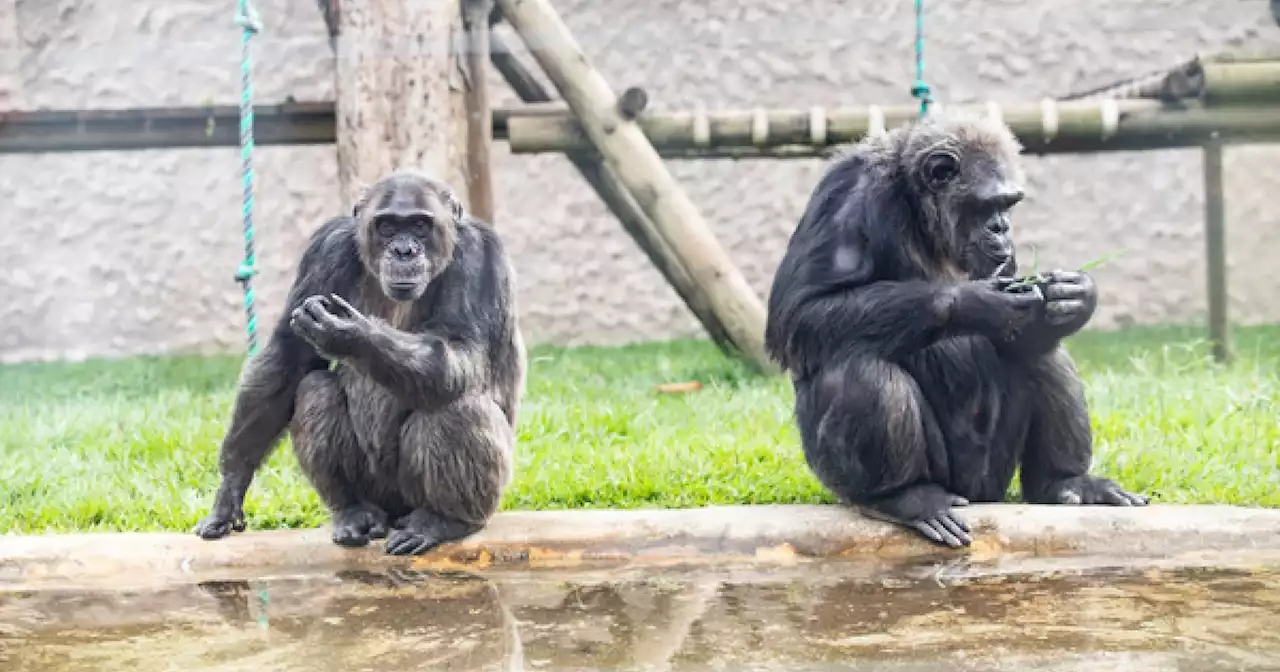 Bioparque Ukumarí se pronunció sobre muerte de dos chimpancés: 'Fue necesario'