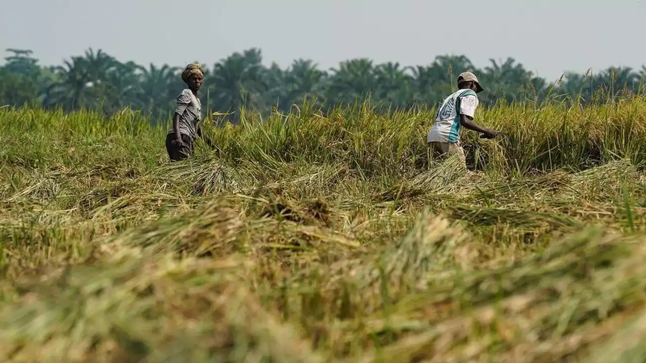 L'horizon s'assombrit pour la sécurité alimentaire mondiale