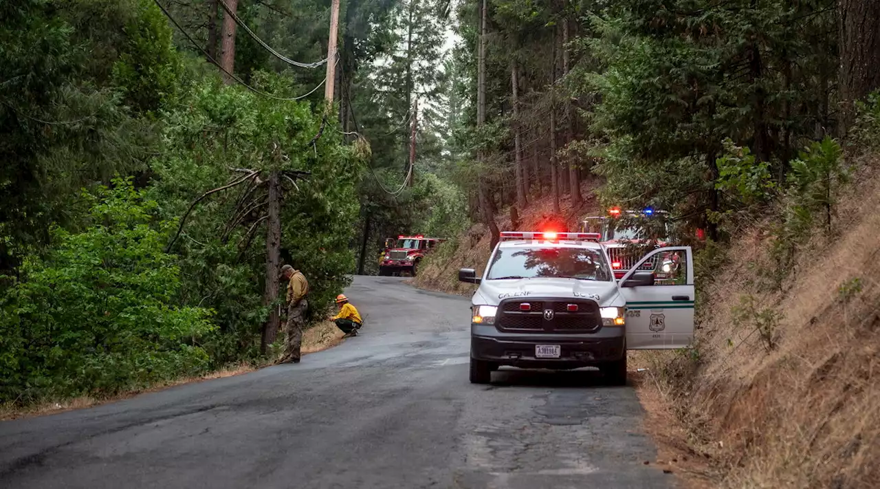 Orso sospettato di aver aggredito e ucciso una donna nel parco di Yellowstone