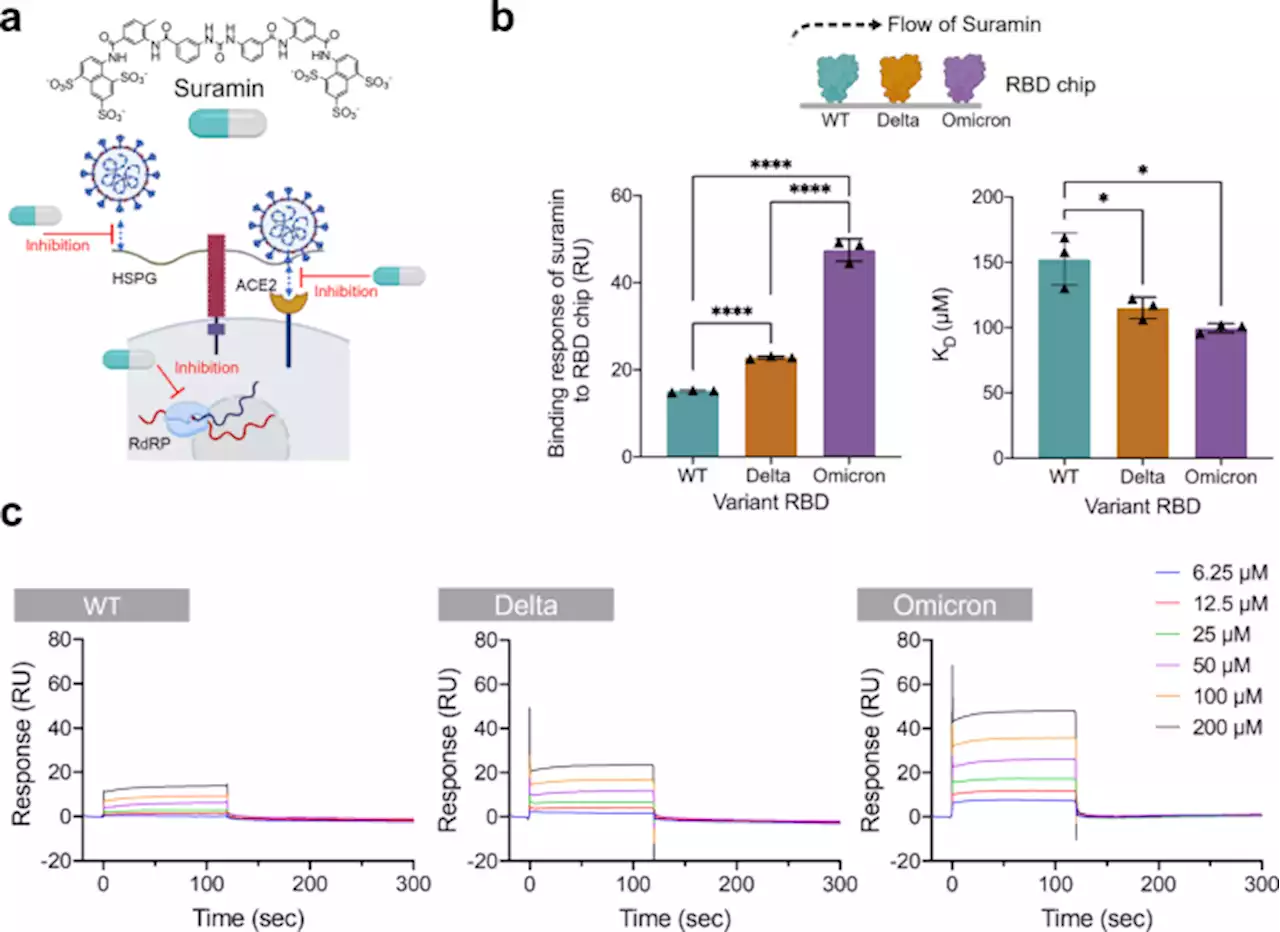 Suramin binds and inhibits infection of SARS-CoV-2 through both spike protein-heparan sulfate and ACE2 receptor interactions - Communications Biology