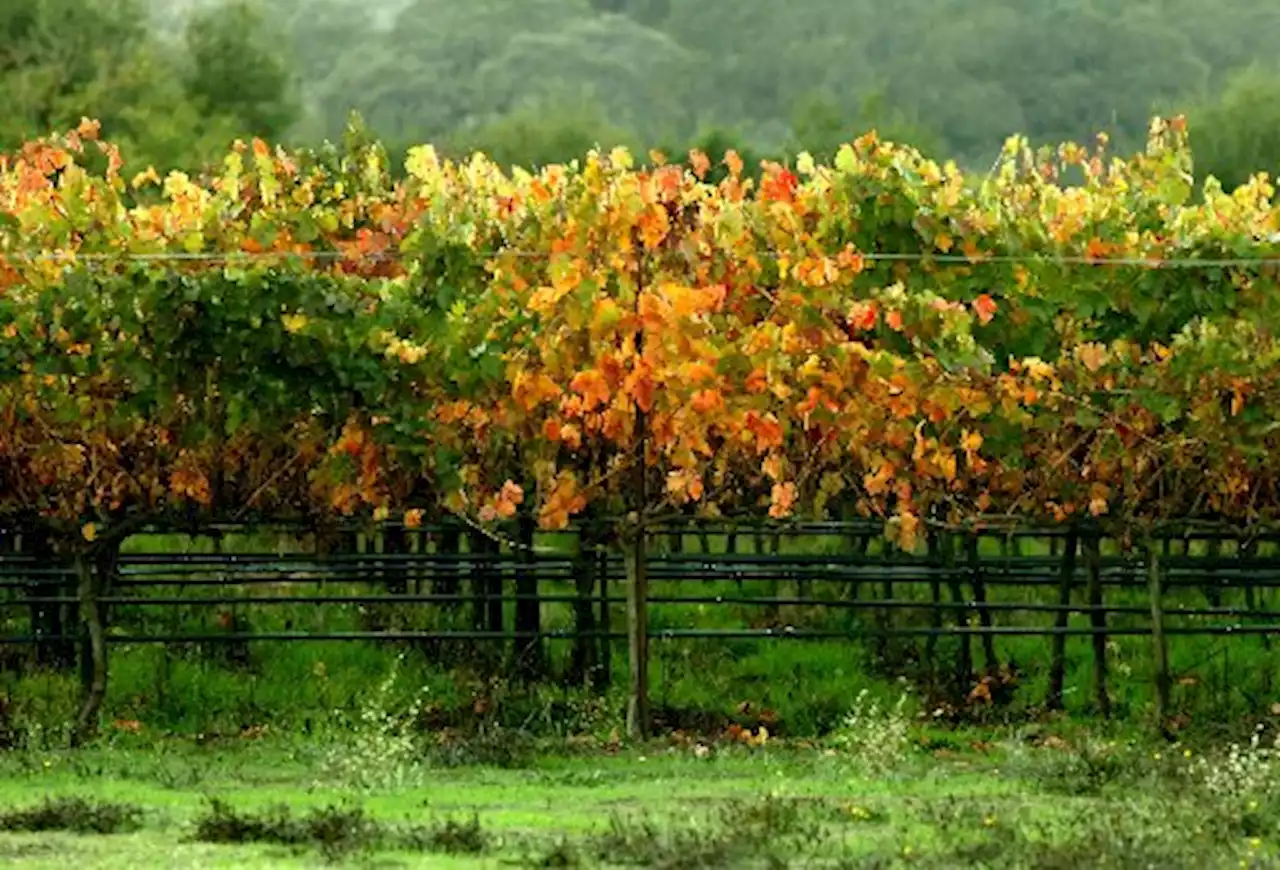 Mitchell Katz, owner of Livermore vineyard bearing his name, dies in two-car crash