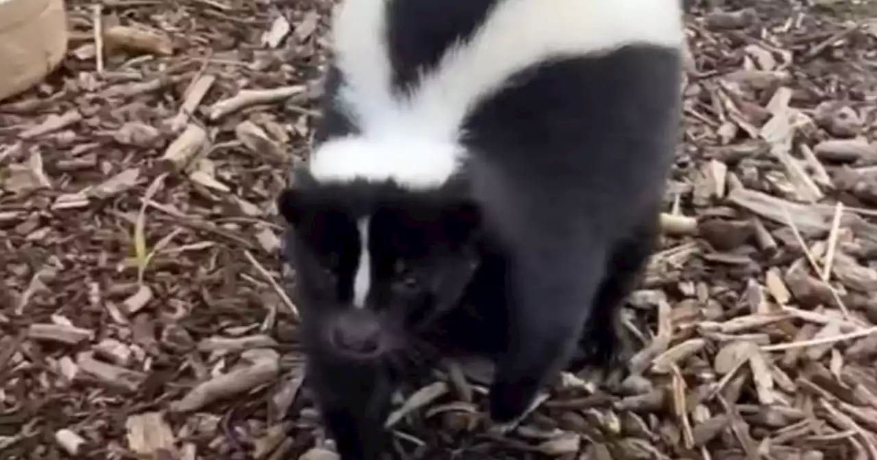 A pet skunk is on the loose in a Devon village after escaping from farm