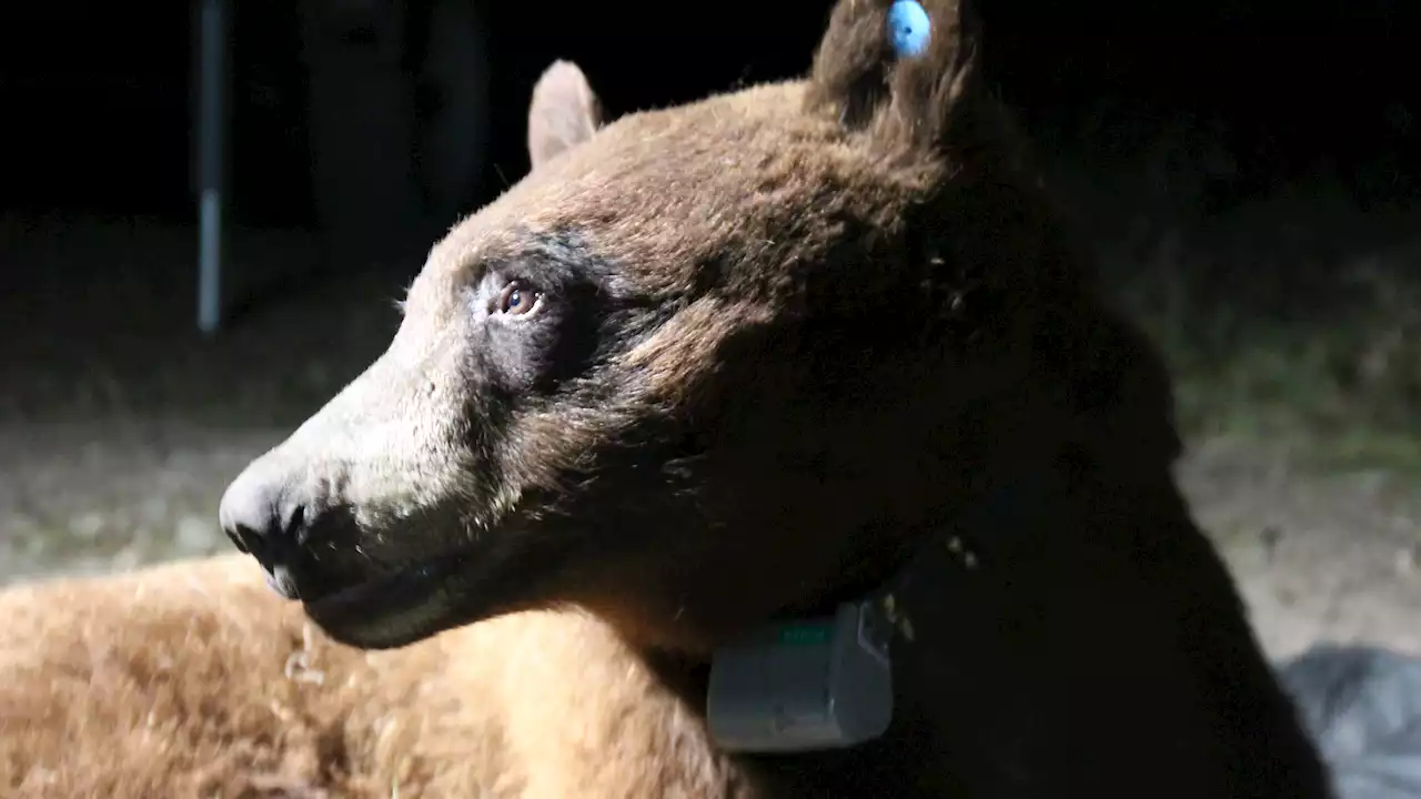 Rambling bear who covered a lot of ground in SoCal's mountains killed on 101 Freeway