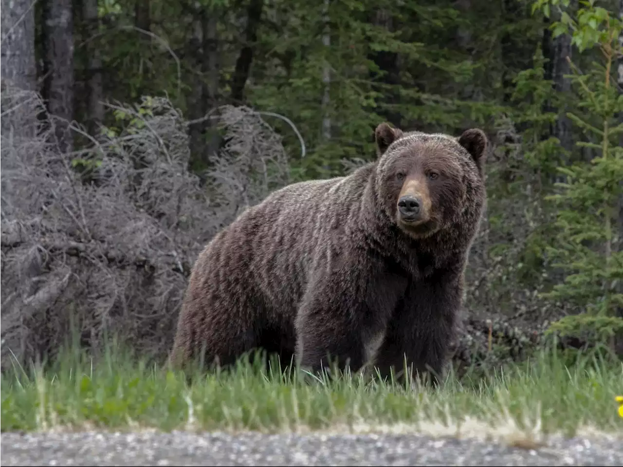 Woman found dead after grizzly bear encounter on trail in Montana