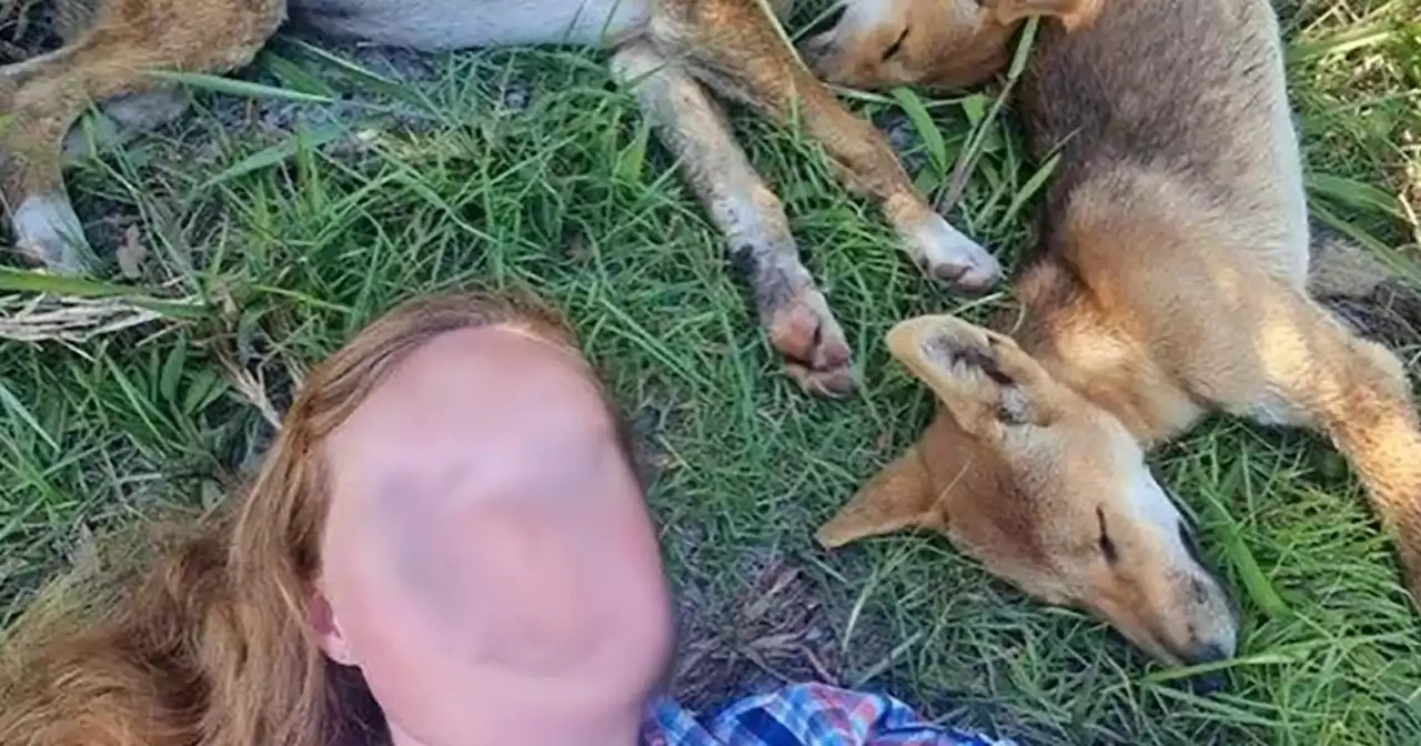 Tourists Fined $1,500 Each For Taking 'Dangerous' Selfies with Dingoes