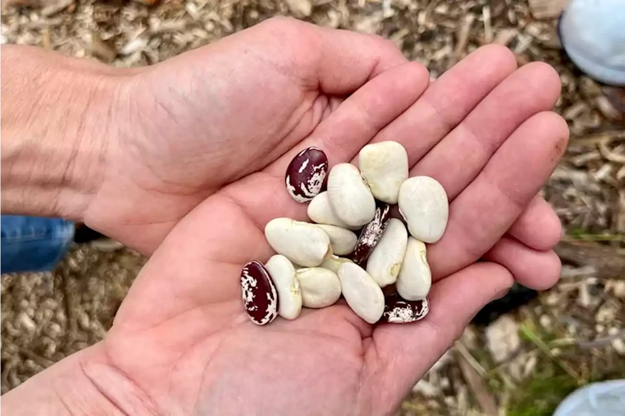 Philly-area farms and a USDA scientist are trying to make lima beans trendy