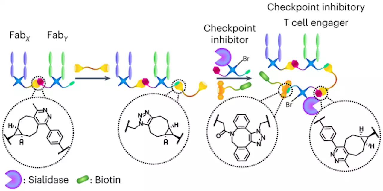 Chemical generation of checkpoint inhibitory T cell engagers for the treatment of cancer - Nature Chemistry