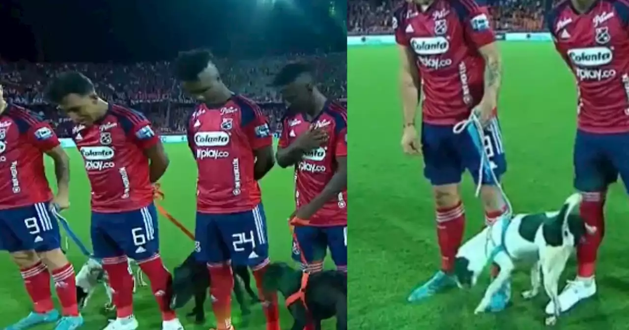 ‘Hizo del cuerpo’ en la cancha: perrito no soportó la presión de las cámaras en Medellín vs. Junior