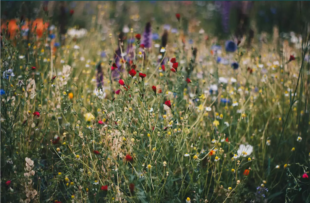 Support for naturalized lawns in Belleville