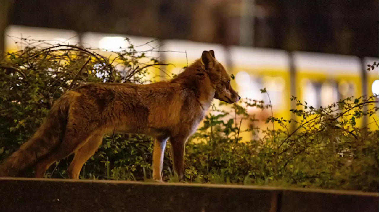 Parasitologe zum Fuchsbandwurm: 'Halte Gefahr für sehr gering'