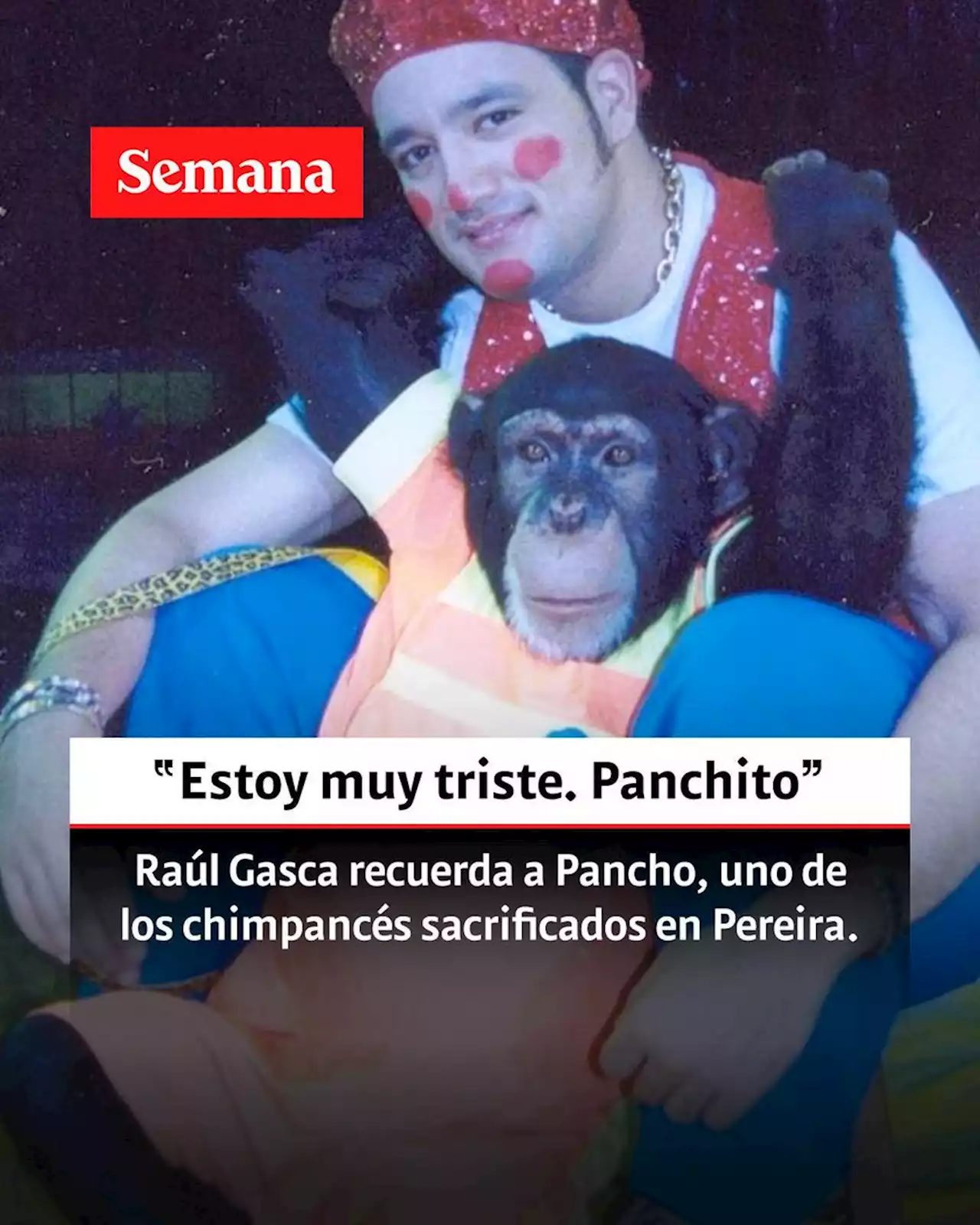 Con emotivas fotos, Raúl Gasca, dueño de uno de los chimpancés dados de baja en Pereira, recordó a Pancho: “¿Cómo así que tuvieron que sacrificarlo?”