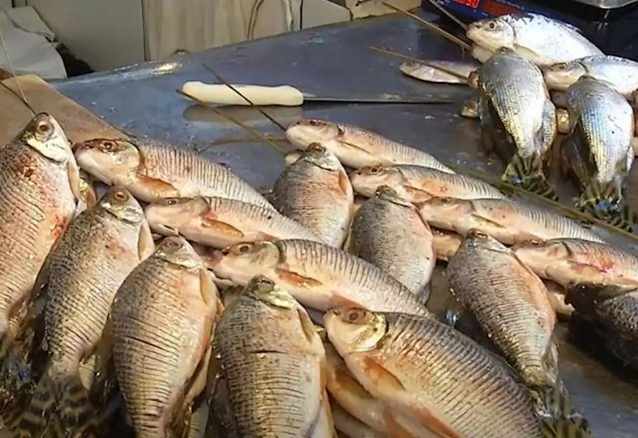 Estudo identifica presença de plástico em peixes da Amazônia - SBT News