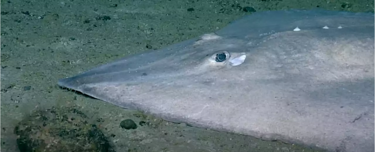 Ancient Underwater Volcano Off Canada Is Still Active, And Teeming With Life