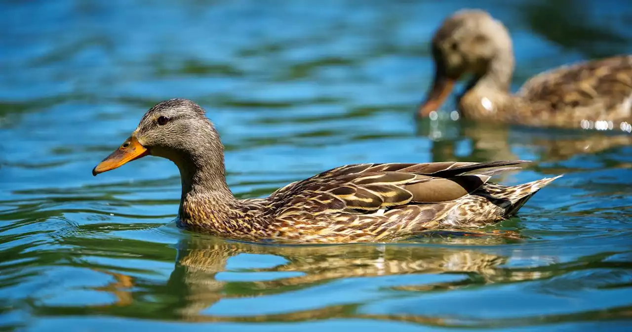 Liberty Park duck deaths not tied to avian flu