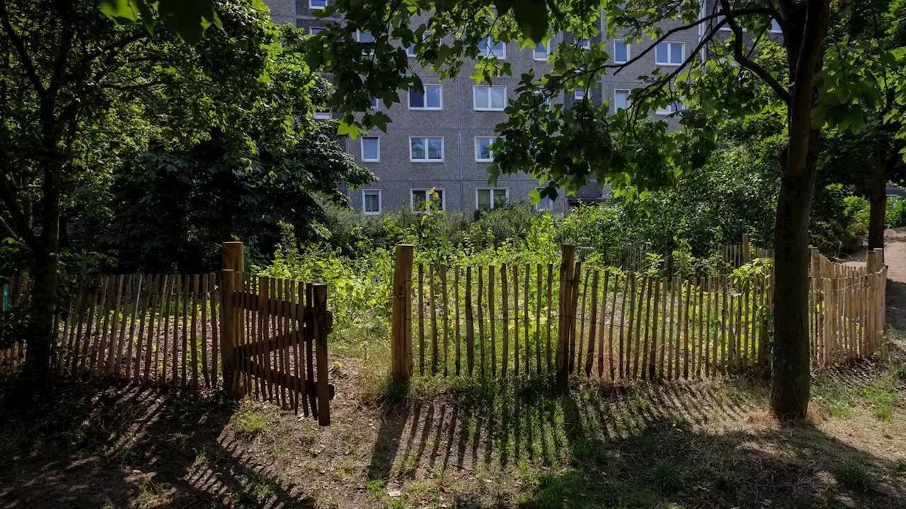 Mini-Urwald in der Stadt: Was hinter der Idee der 'Tiny Forests' steckt (stern+)