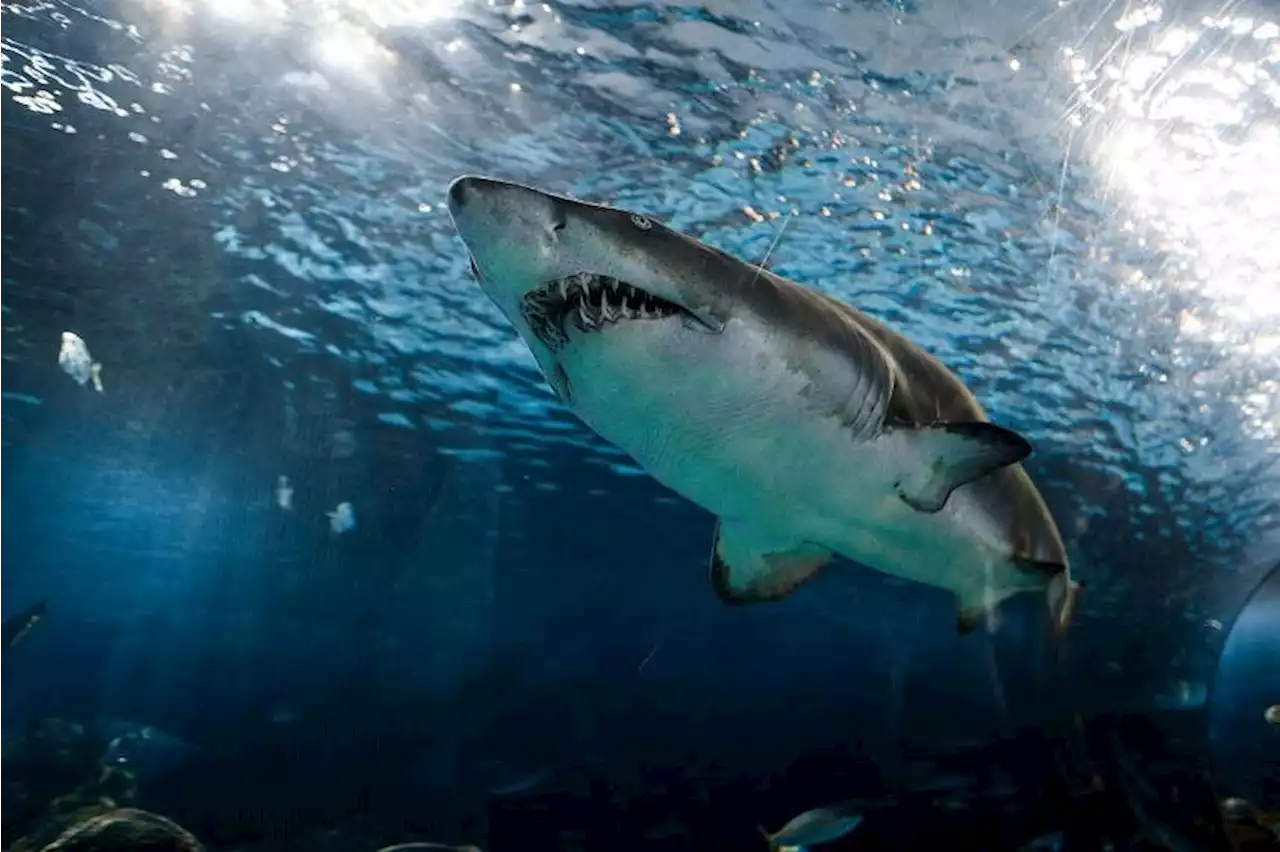 Surfer survives great white shark attack in Australia