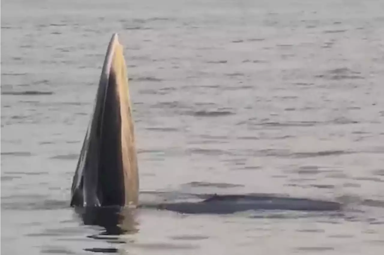 Whale alert: Rare mammal sighting off Hong Kong creates buzz and curiosity