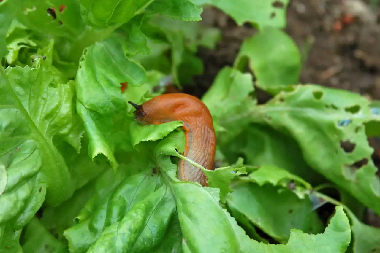 Mrs Hinch fans share 33p way to keep slugs out of your garden