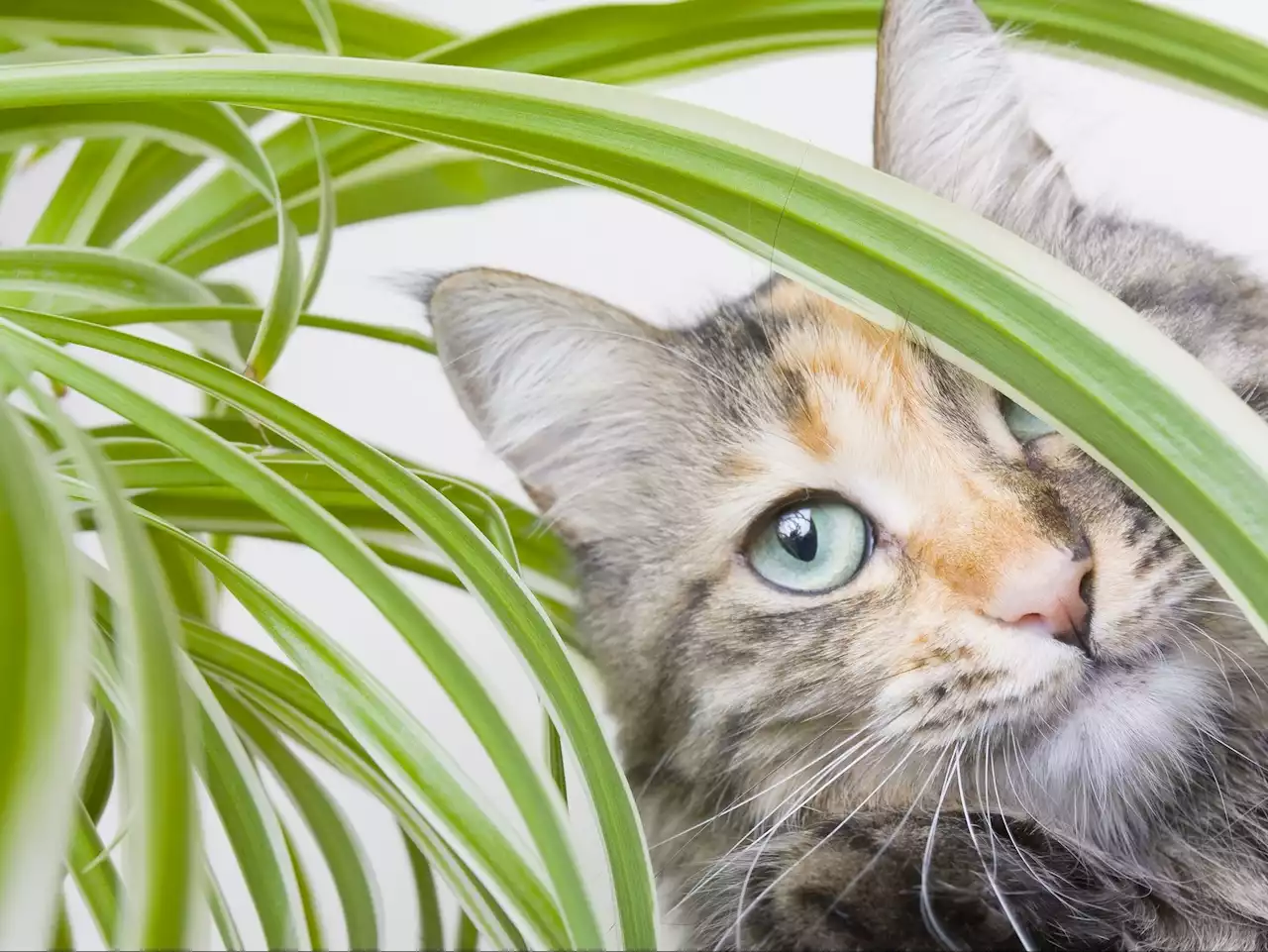 The best houseplants to buy if you have pets