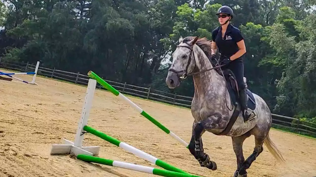 Retired racehorses get rehabbed & rehomed at West Chester farm