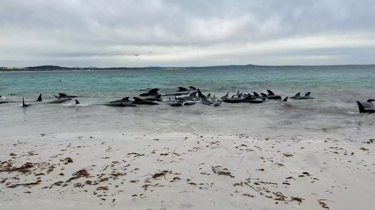 Devastating pictures as 70 whales beach themselves in WA