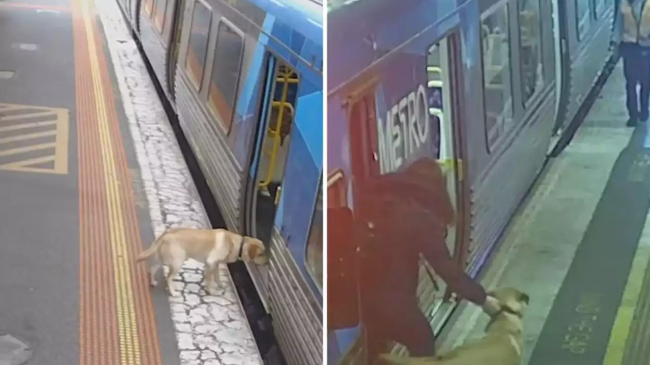 Family dog’s unexpected 33km trip on Melbourne’s train network