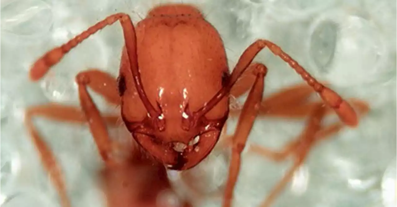 War against fire ants ramps up after discovery 5km from NSW border