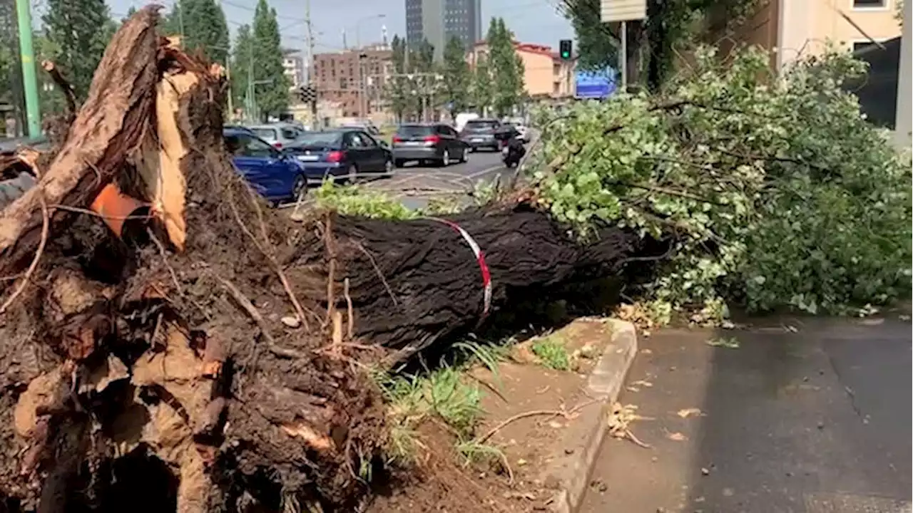 Maltempo su Milano, tetti scoperchiati e alberi caduti - Ultima ora - Ansa.it