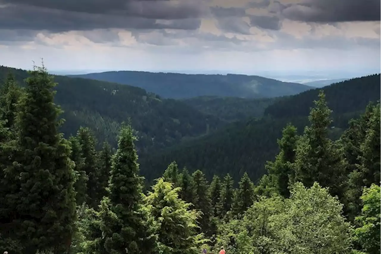 Warum die Schweizer Post 2400 ha deutschen Wald kauft - bauernzeitung.ch