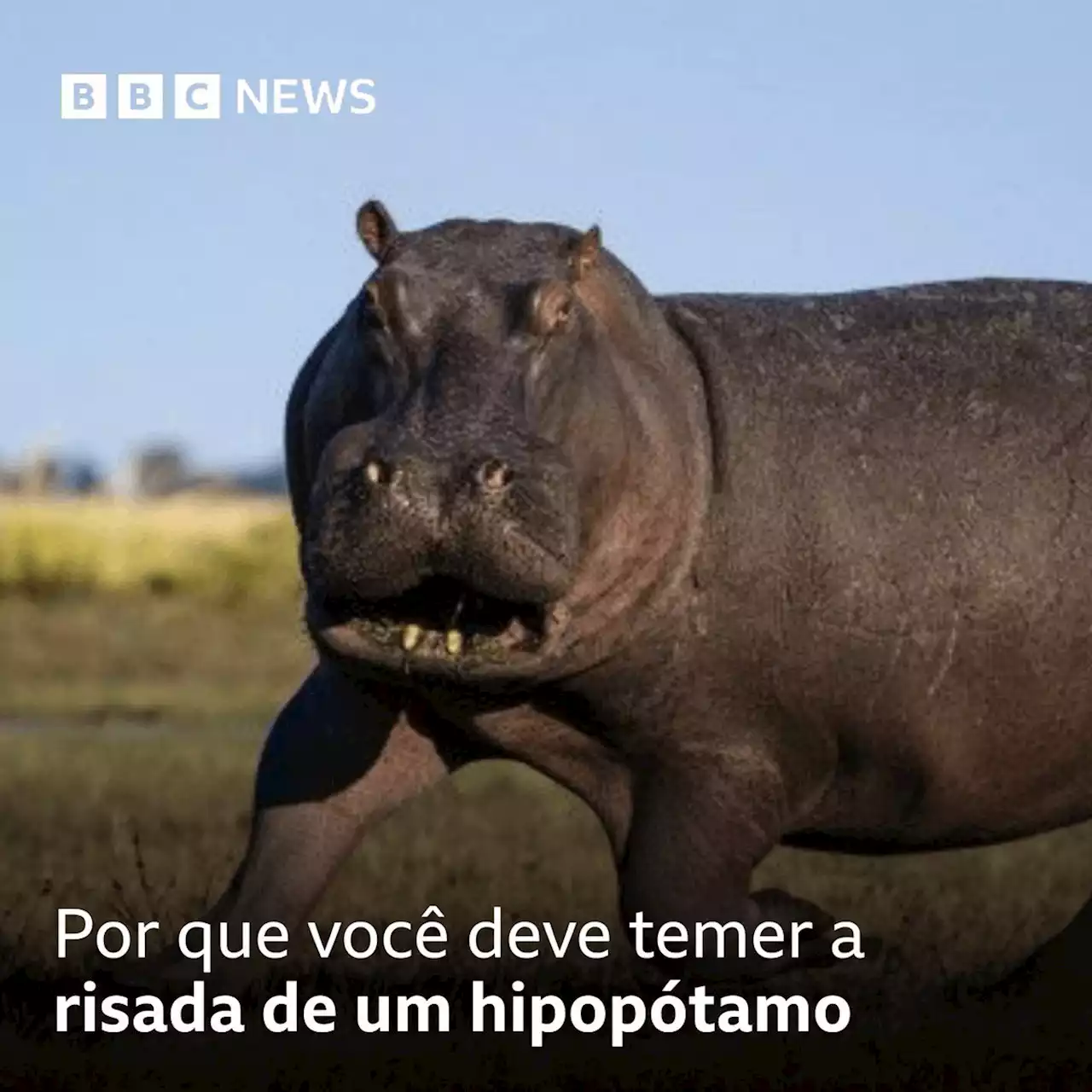 Por que você deve temer a risada de um hipopótamo - BBC News Brasil