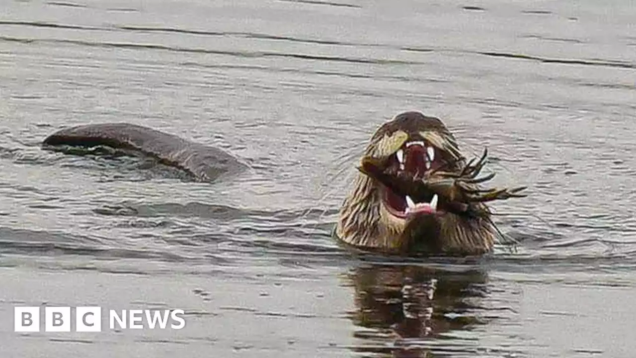 'Rare' photos captured of otter eating crayfish