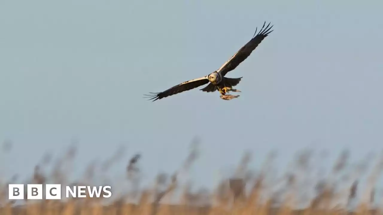 Protest at Hawk and Owl Trust nature reserve over management