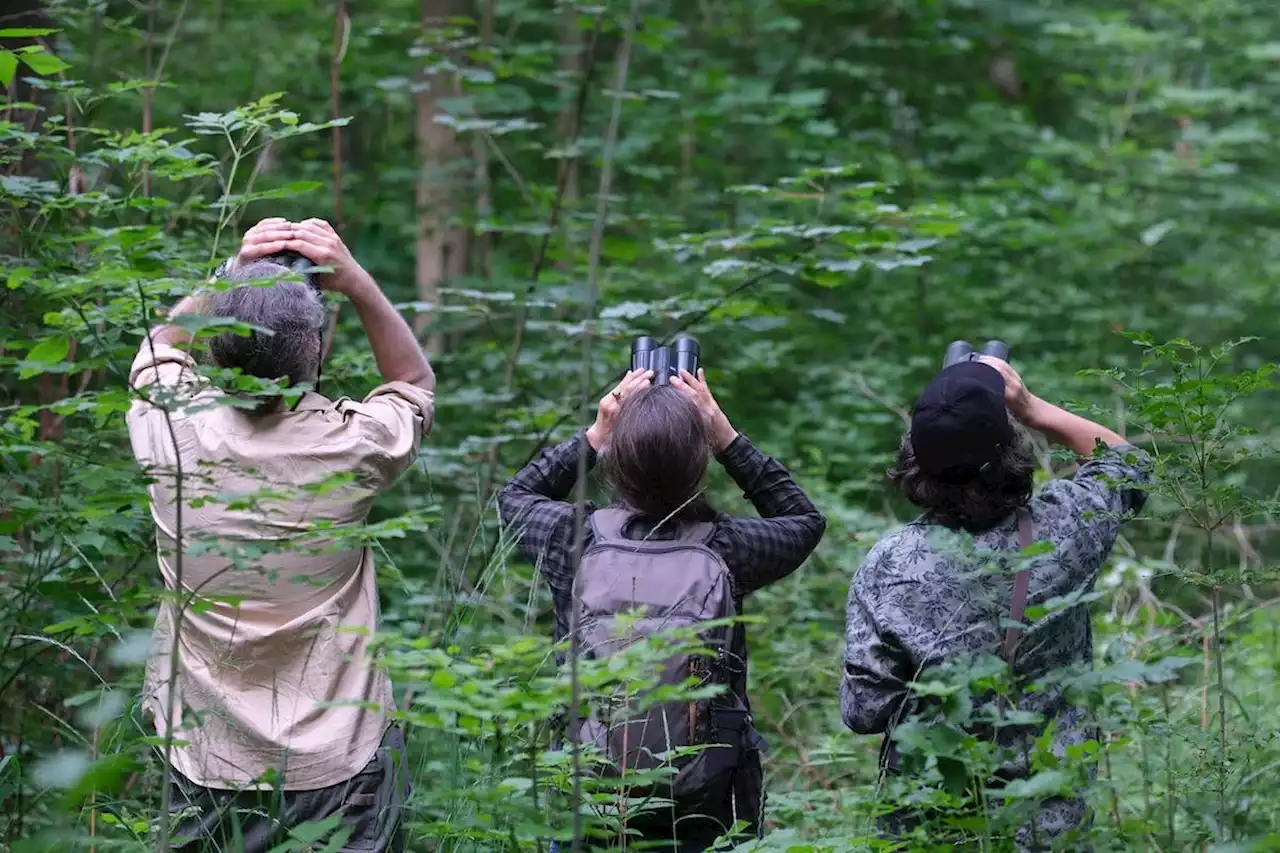 Post kauft Wald in Deutschland um Klimaziel zu erreichen