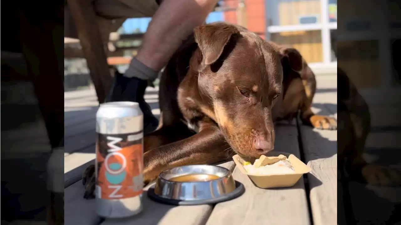 Victoria brewery introduces food, non-alcoholic beer menu for dogs