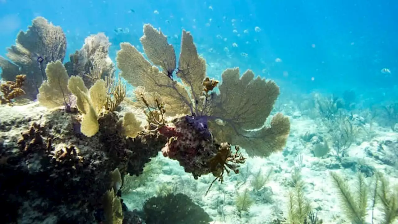 South Florida records ocean temperature of over 101 degrees Fahrenheit, potentially a record