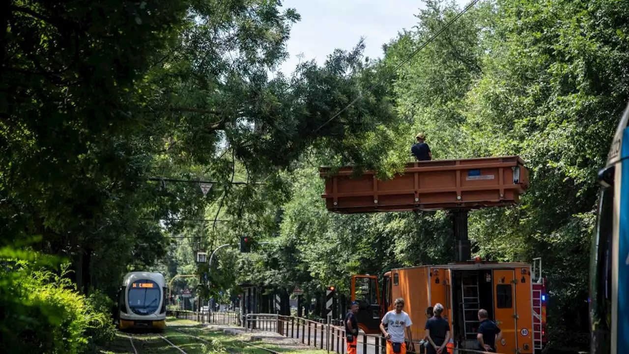 Milano «cimitero» degli alberi: chiusi i parchi e il Castello Sforzesco. Agricoltura, danni per 100 milioni