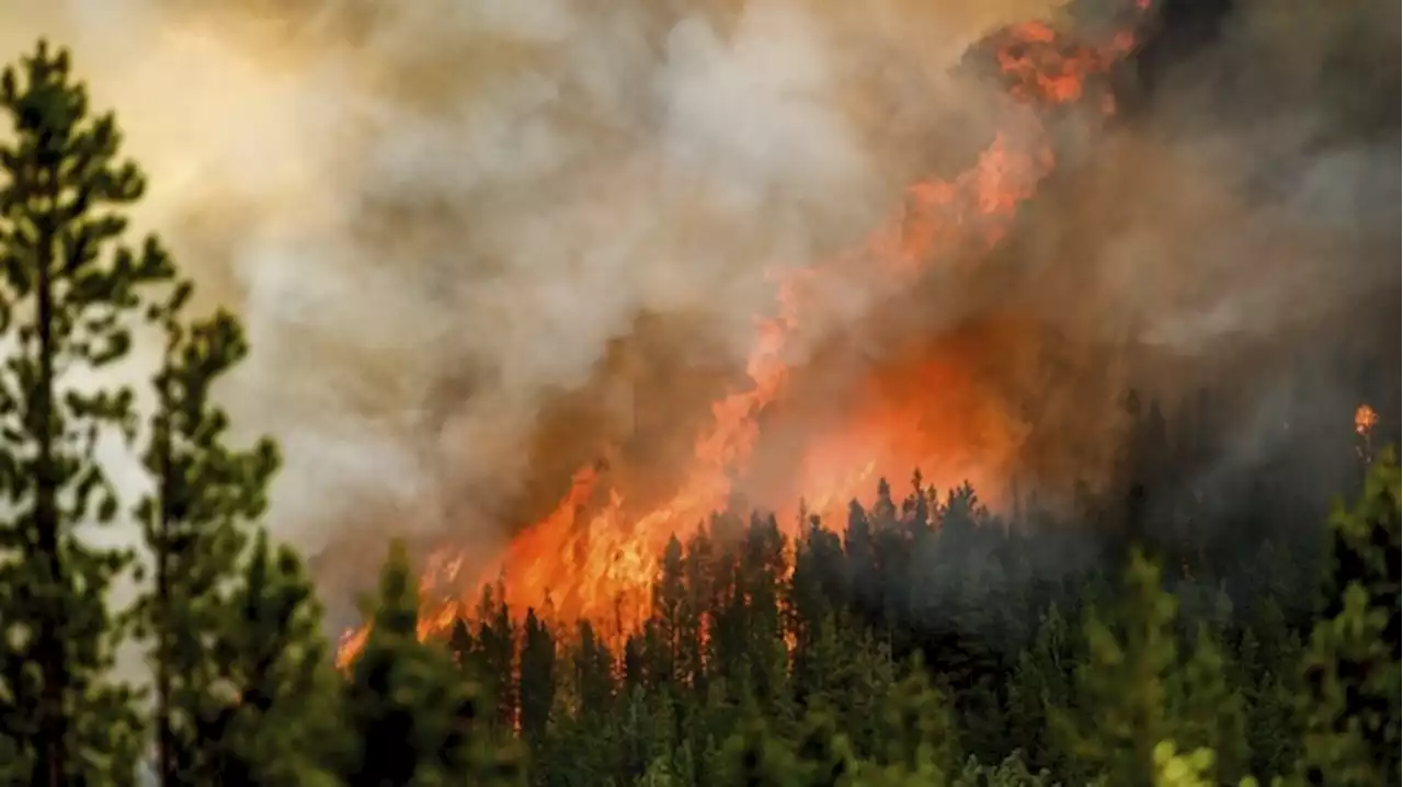 B.C. crews hopeful of forecasted heavy rain dampening massive Donnie Creek wildfire