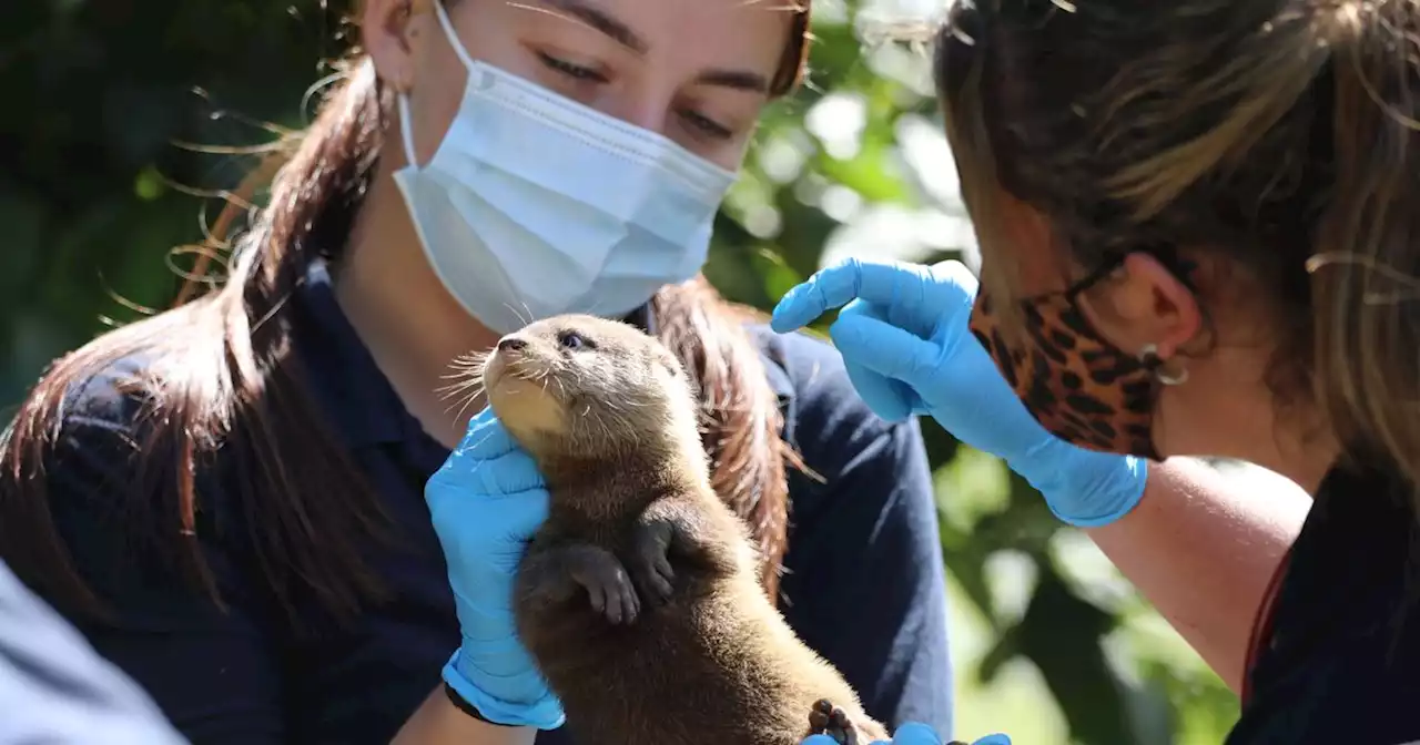 Edinburgh Zoo welcomes baby otters as adorable snaps show pups getting check up