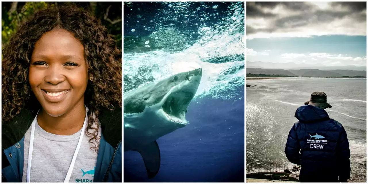 AWARENESS CAMPAIGN: How learning to co-exist with sharks will save us, them – and the ocean