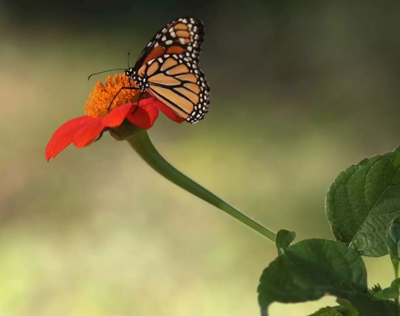 Butterflies needed: U.S. Geological Survey asks Texans to mail insect samples for research