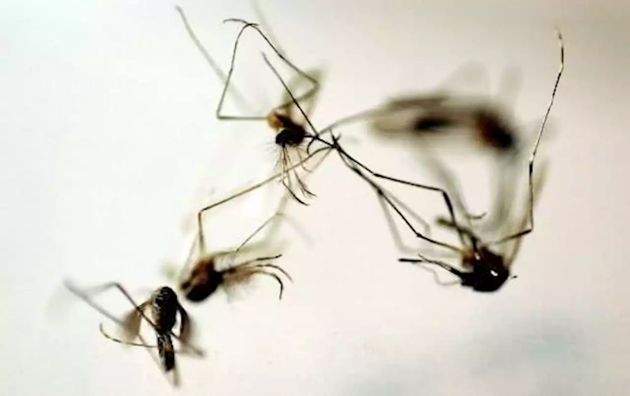 Colorado’s first human West Nile case of 2023 discovered in La Plata County