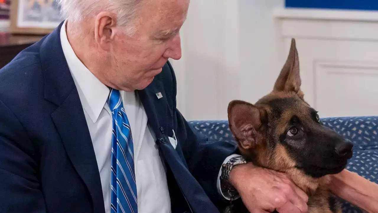 Offizielle Unterlagen: Joe Bidens Hund soll mindestens zehnmal einen Menschen attackiert haben