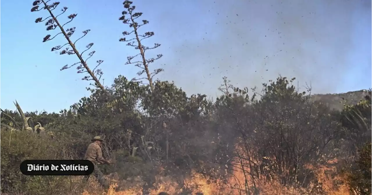 44ºC. Nova onda de calor atinge a Grécia e incêndios também afetam a Sicília